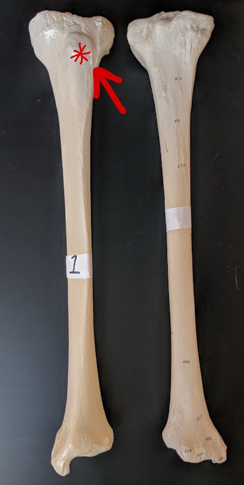 <p>Name this structure</p>