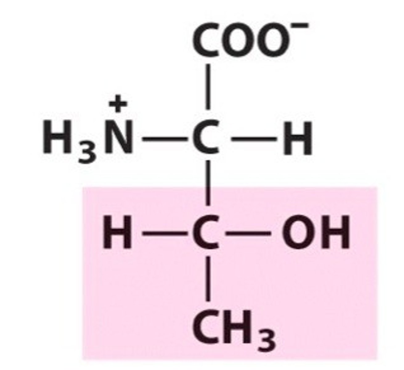 <p>Polar amino acid. Uncharged. [Thr, T]</p>