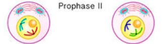 <ul><li><p>spindle apparatus forms</p></li><li><p>sister chromatids migrate towards the metaphase plate</p></li></ul><p></p>