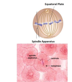 <ul><li><p>Chromosomes line up in the middle of cell</p></li><li><p>The spindle fibres stretch from centrosomes on opposite sides of the cell</p></li><li><p>The spindle fibres attach to the centrosome of each chromosome and guides them to the equator of the cell</p></li></ul><p></p>