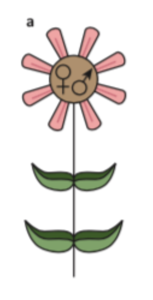 <p>Identify the type of plant and what it signifies</p>