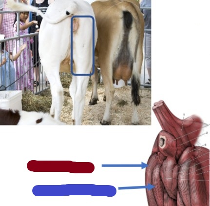 <p>(red) Clinical relevance, where to give vaccines, more lateral</p><p>Origin: ischiatic tuber of os coxae</p><p>Insertion: proximal ends of tibia/fibula</p><p>Action: flex stifle, extend hip</p>