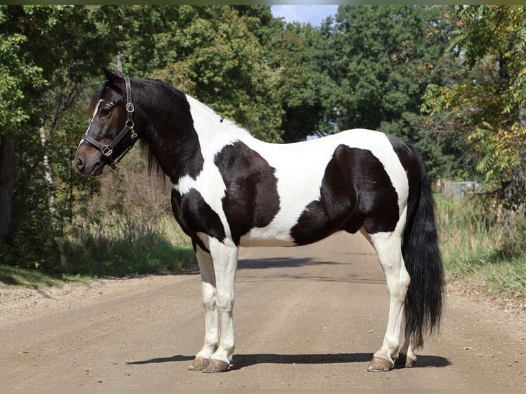 <p>Tobiano-Paint</p>