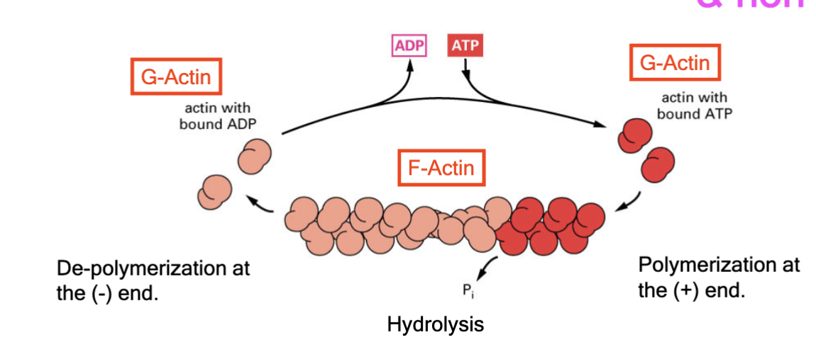 <p>highly regulated and non-covalent; occurs at positive end, while the negative end is cut back; F-actin has this regulated by G-actin binding to ADP or ATP. Each end of the filament has different critical concentration</p>