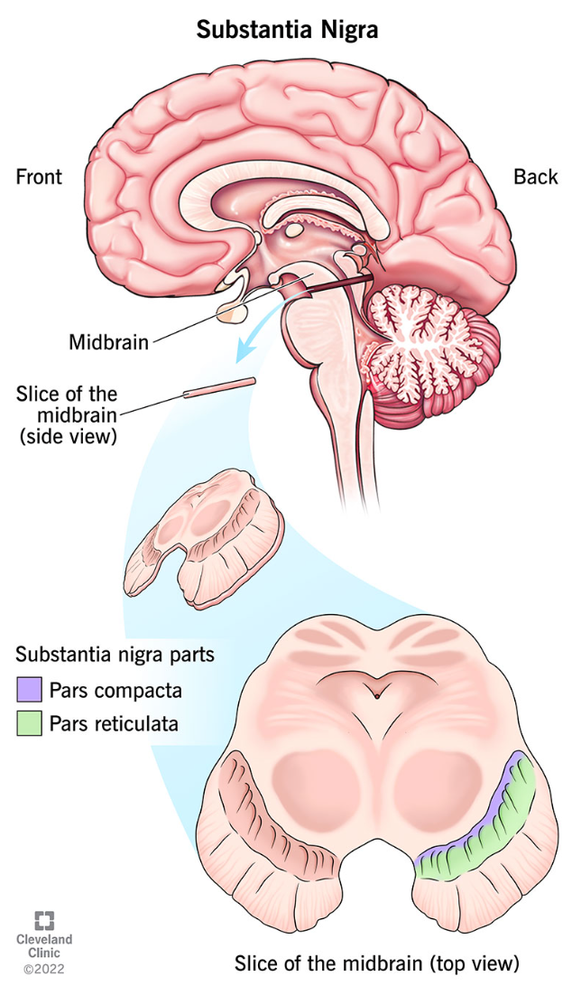 <p>Substantia nigra</p>