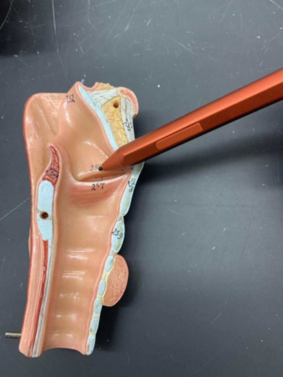 <p>close larynx during swallowing; false vocal cords</p>