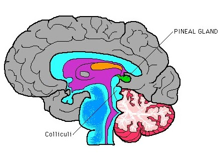 <p>The pineal gland is located near the center of the brain, between the two hemispheres, nestled in a groove where the two halves of the thalamus join. </p>