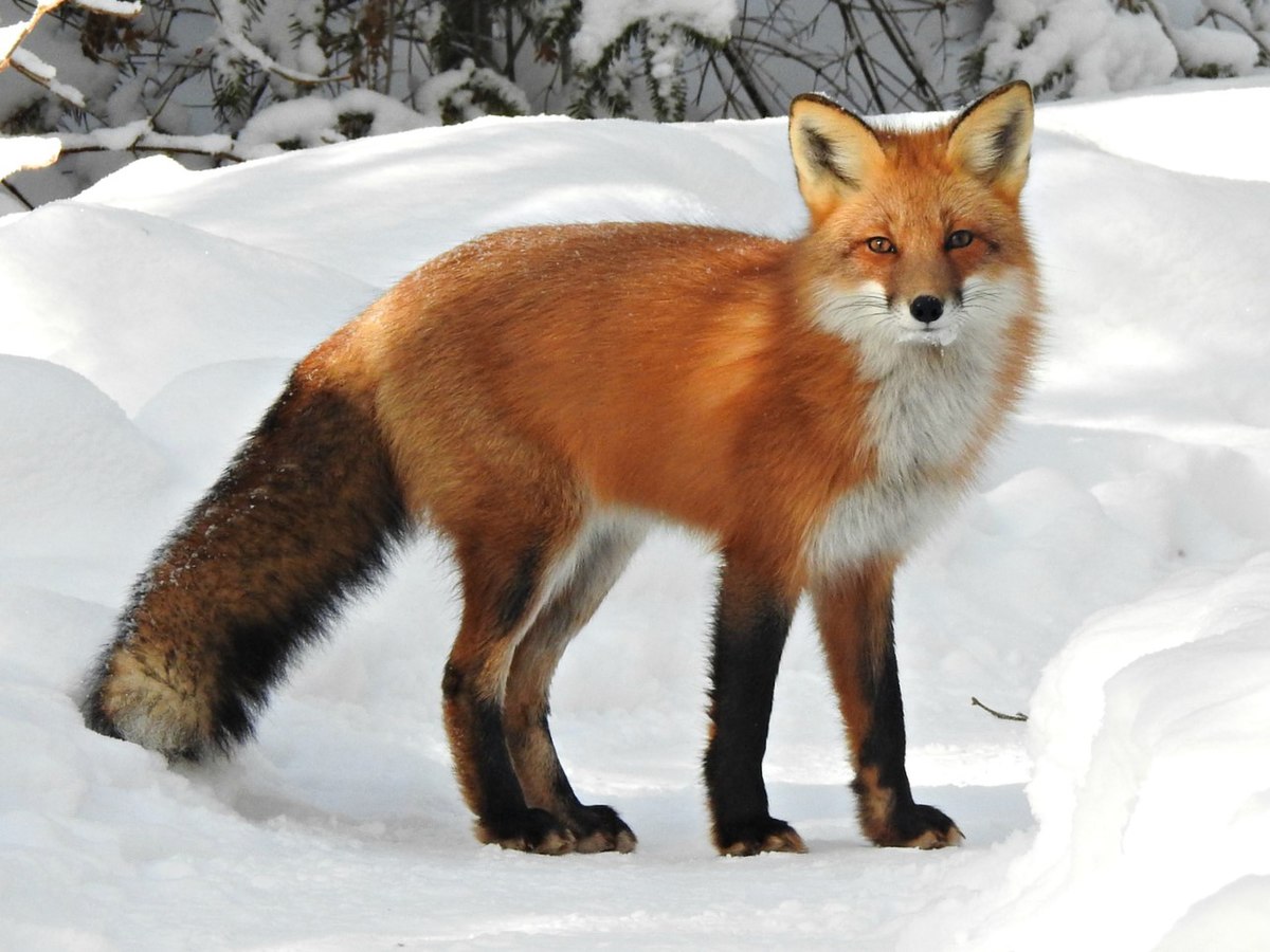 <ul><li><p>red fox</p></li><li><p>small</p></li><li><p>redish orange fur</p></li><li><p>bigger teeth than gray fox</p></li><li><p>2 ridges on skull meet at back in V shape</p></li></ul><p></p>