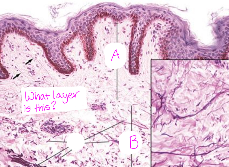 <p>Identify each sublayer of the_______ (layer shown). (A,B)</p>