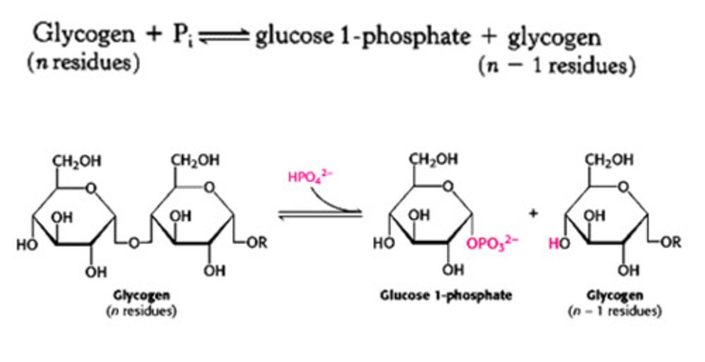 <p>-Glucose removed from multiple non-reducing ends simultaneously</p><p>-Allows rapid mobilization of glucose</p>