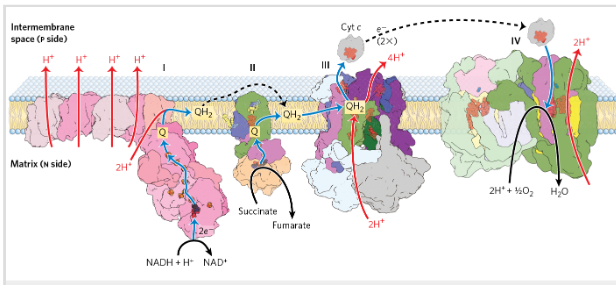 <p>Equation 2 e- through the respiratory chain</p>
