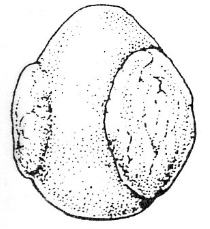 <p>Which attachment classification of placentation is this? And which two types of animals demonstrate it?</p>