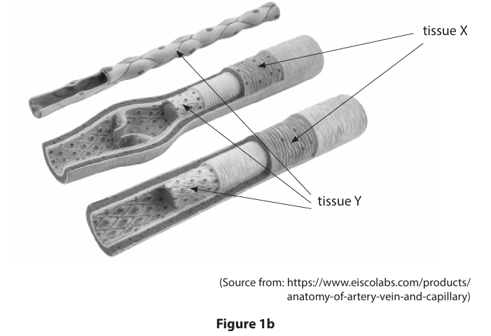 <p>Figure 1b shows tissue X and tissue Y in the blood vessels.&nbsp;</p><p>Draw one line from each tissue to its correct name. (2)</p><img src="https://knowt-user-attachments.s3.amazonaws.com/3c410ea5-4004-4cfd-8e00-c9950d54be92.png" data-width="75%" data-align="center" alt=""><p></p>