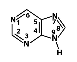 <p>what is this?</p><p>what bases are this?</p>