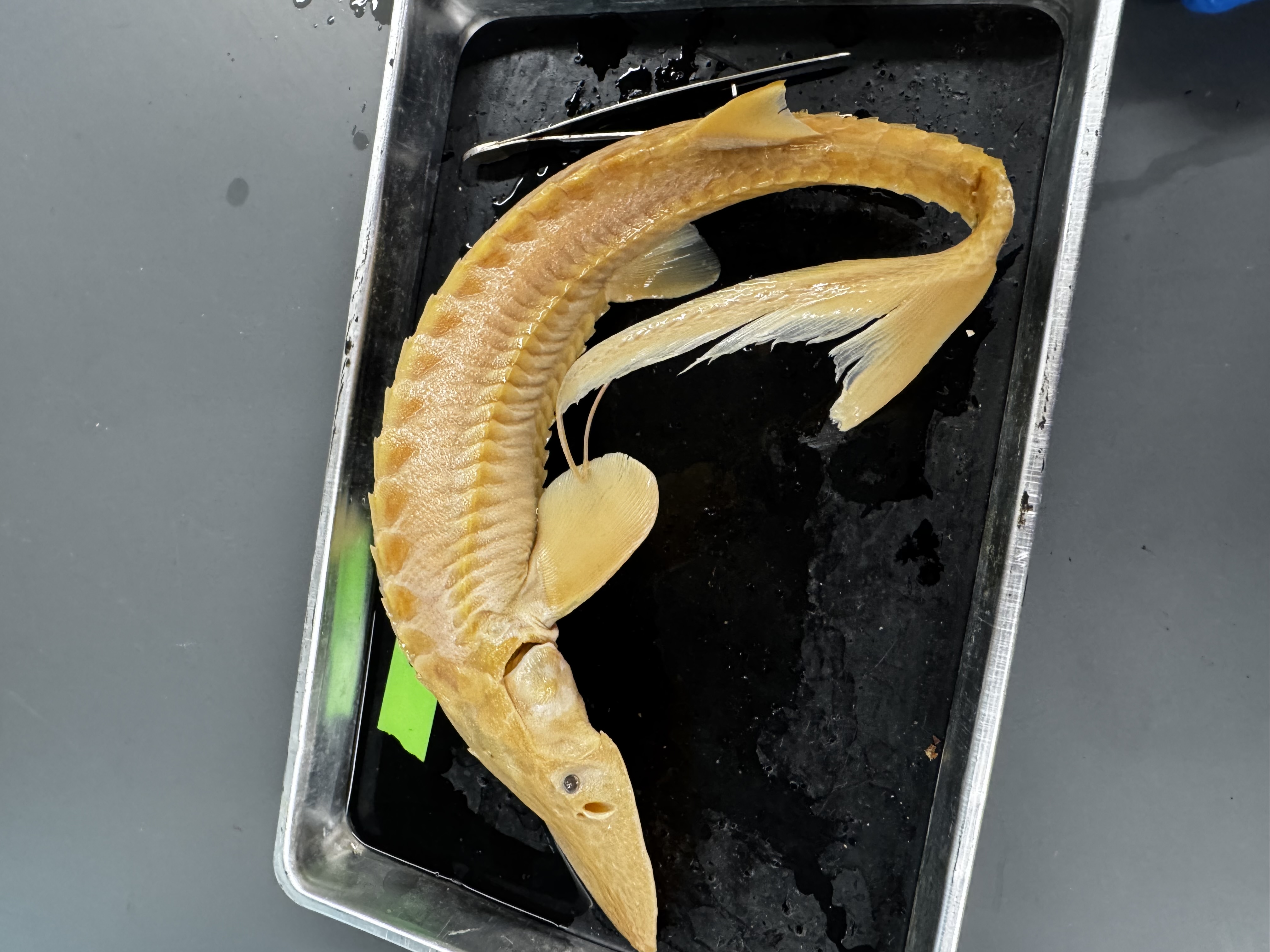 <p>Family:<br>Species:</p><p>Scientific:</p>