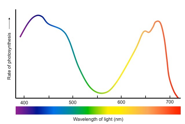 <p>The photosynthesis action spectrum has peaks at blue and red wavelengths because chlorophyll best absorbs blue and red light. As a result, photosynthesis is the most efficient at those wavelengths. </p><p>The photosynthesis action spectrum is lowest at green light because chlorophyll poorly absorbs green light, so photosynthesis is the least efficient with green light. </p>