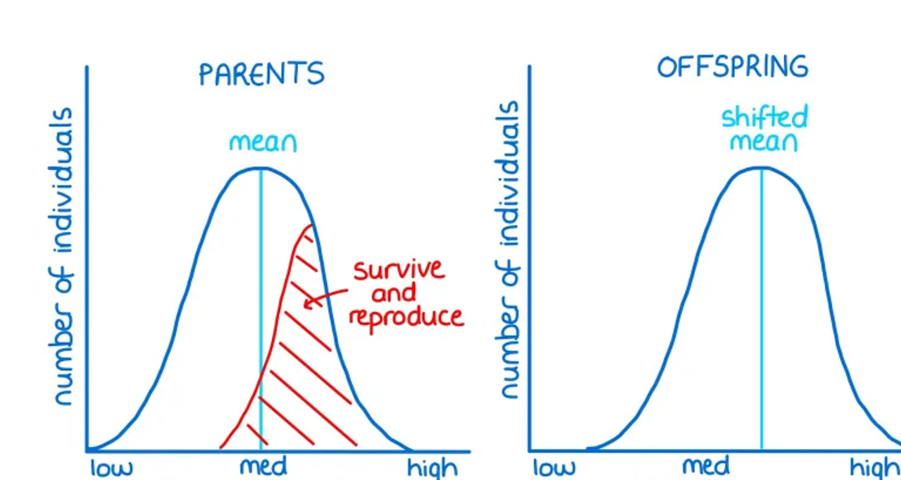 <p> where individuals with alleles for characteristics of an extreme type are more likely to survive and reproduice. - eg. antibiotic resistance</p>