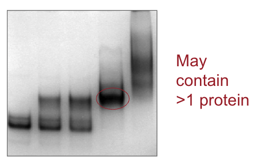 <ul><li><p>Proteins <u>remain</u> folded and functional</p></li><li><p>Migration determined by size, charge, and shape</p></li><li><p>Cannot reliably estimate molecular weight, because shape and charge effect mobility, not just weight</p></li></ul><p></p>