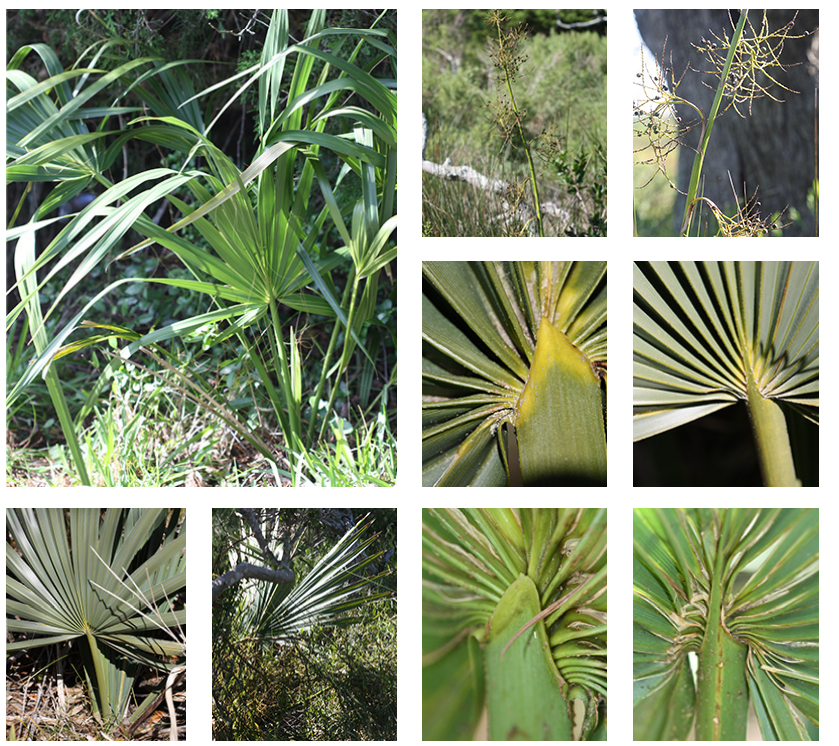 <p>Dwarf palmetto</p>
