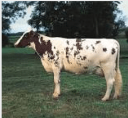 <p>milk breed, purebred, are only red (mahogany) and white, the spots may be small with jagged edges, medium-sized</p>