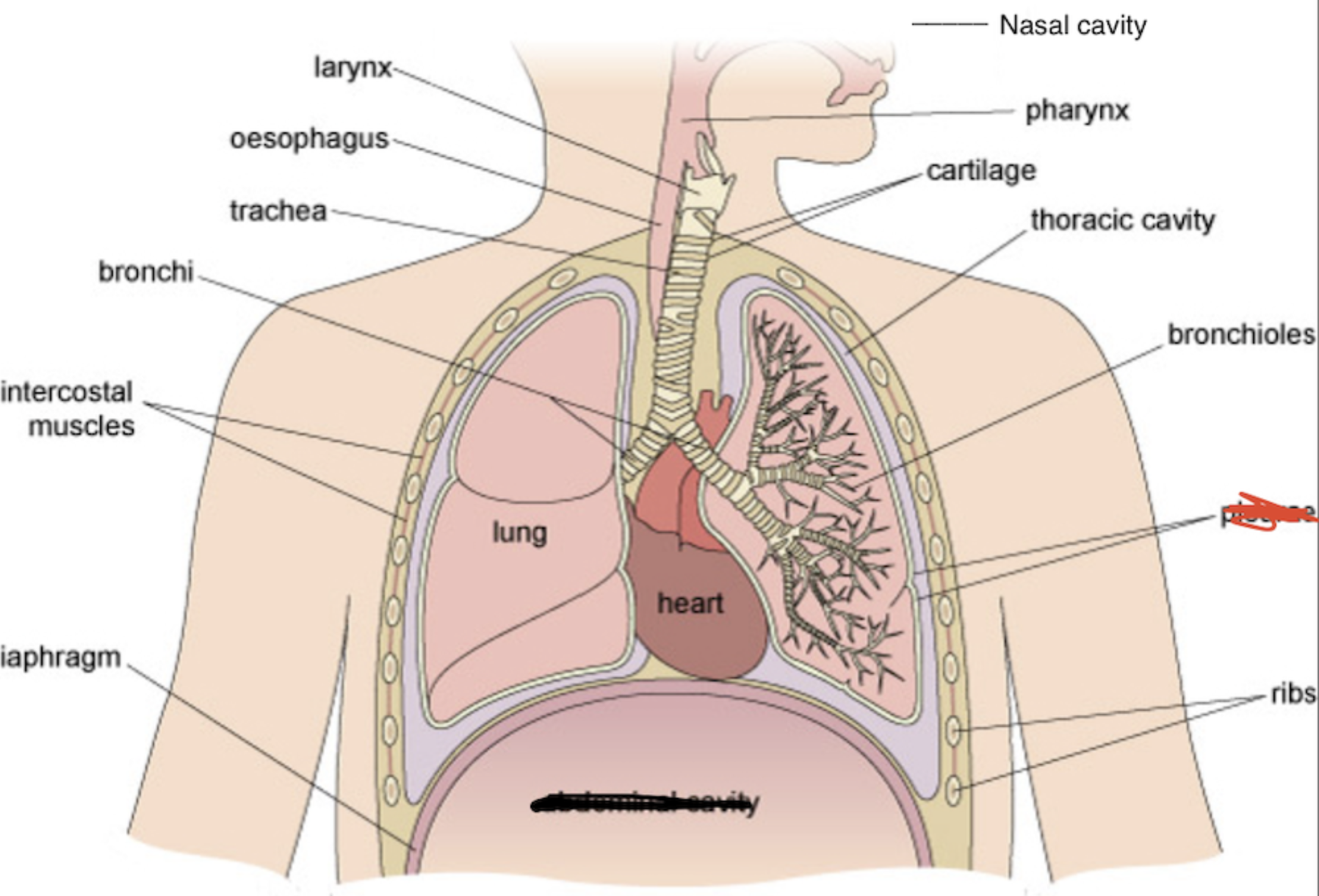 knowt flashcard image