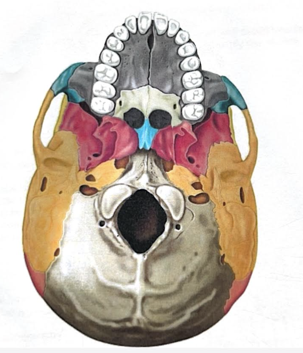 <p>Forms the posterior aspect and most of the base of the skull </p>