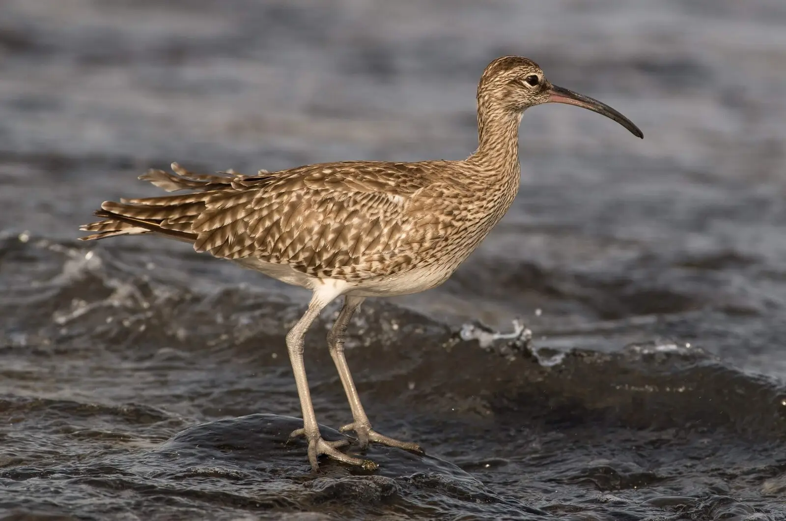 <p>Whimbrel</p>