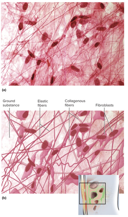 <p>loose connective tissue, fills spaces between muscle fibers, surrounds blood and lymph vessels, and supports organs in the abdominal cavity</p>