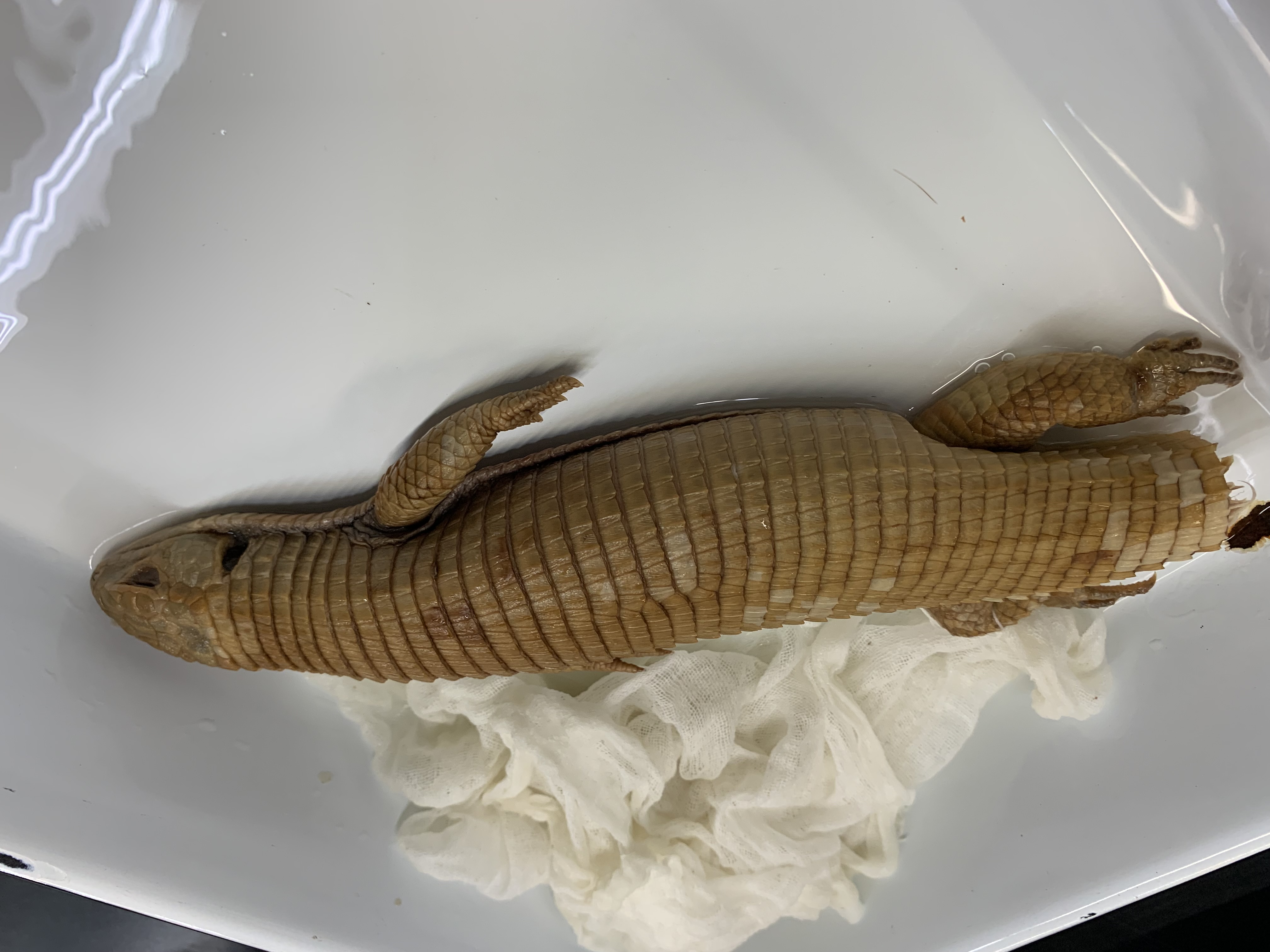 Clade, Family, Genus sp. 