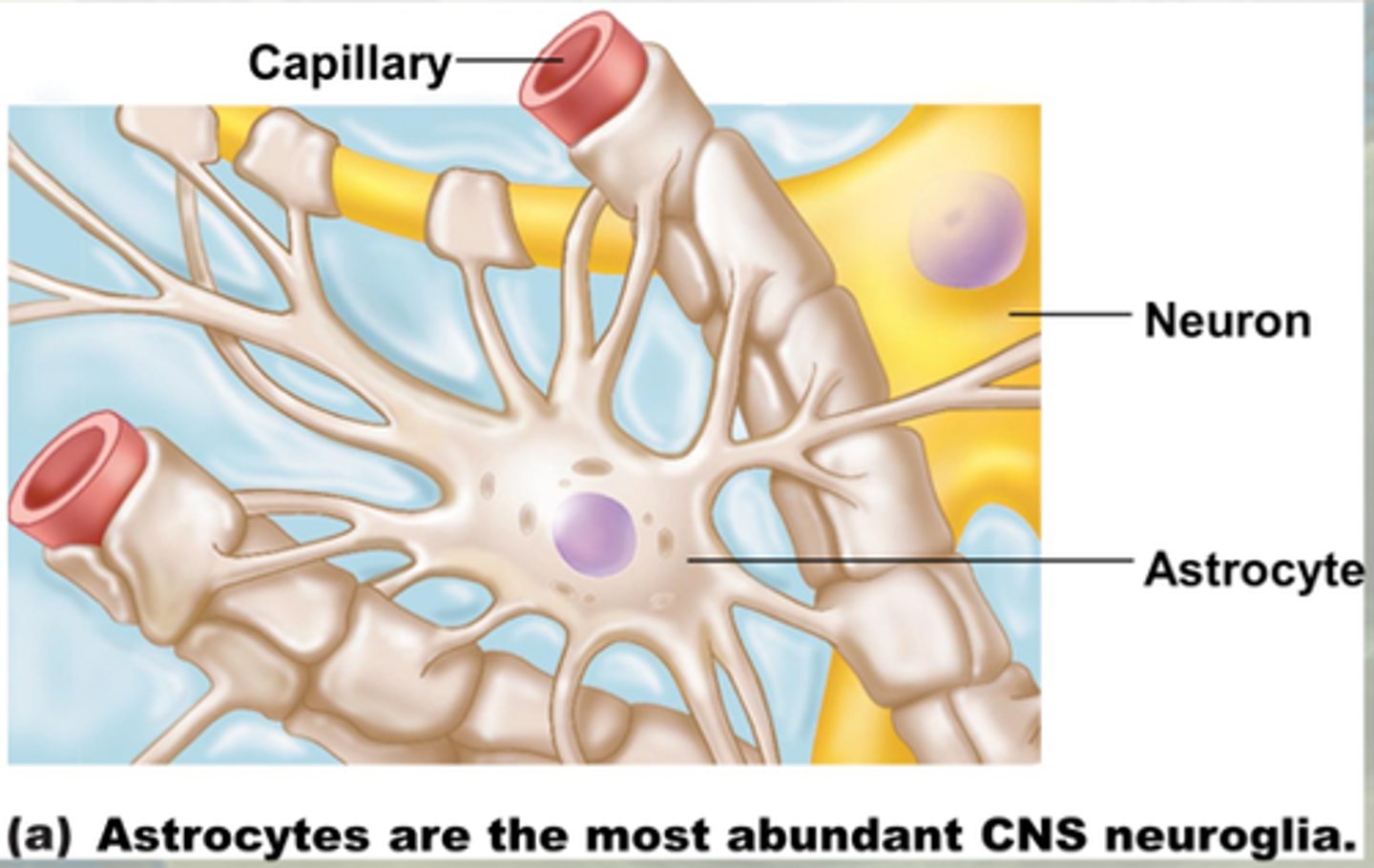 <p>- on diagram in book, the blue ones</p><p>- large star shaped ones</p><p>- they communicate with neurons and blood vessels to maintain the integrity of the neural tissue</p><p>- most abundant glial cell in the CNS</p>