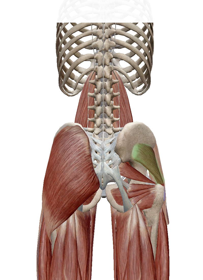 <p>Identify the highlighted muscle</p>