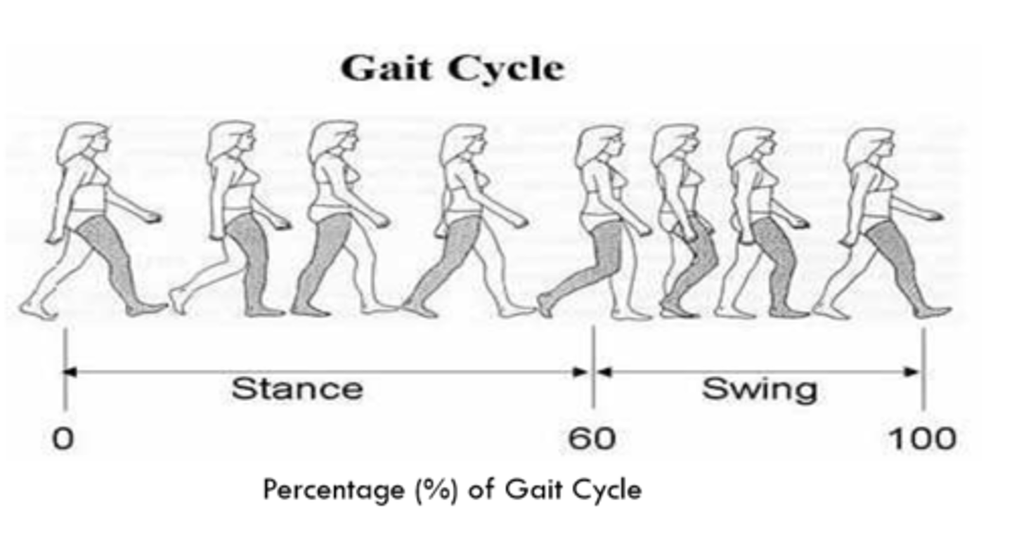 <p>Stance phase = 60%</p><p>Swing phase = 40%</p>