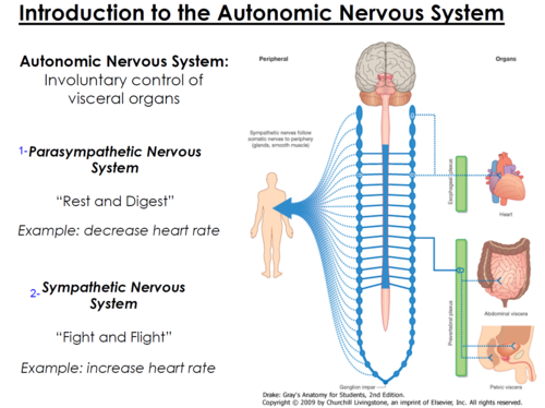 <p>parasympathetic nervous system and sympathetic nervous system</p>