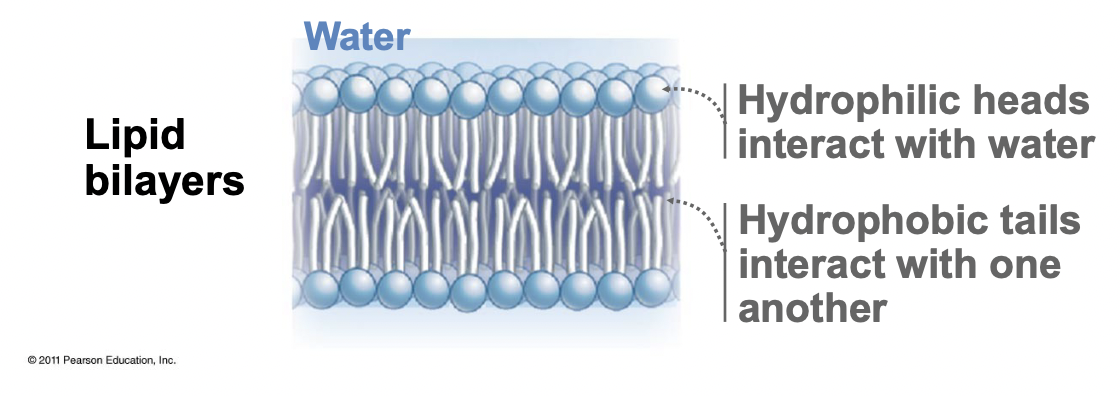 <ul><li><p>Phospholipid heads interact with water (hydrophilic)</p></li><li><p>Tails face inwards (hydrophobic)</p></li><li><p>Movement in lateral direction, rarely flip to other side</p></li><li><p>Bilayer sheets form a sealed compartment/sphere that is energetically favourable</p></li></ul>