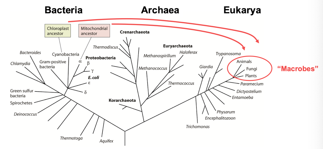 <p>Bacteria, archaea, eukarya</p>
