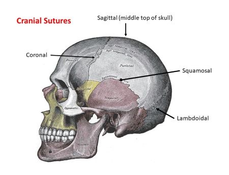 <p>immovable joints between the skull bones</p>