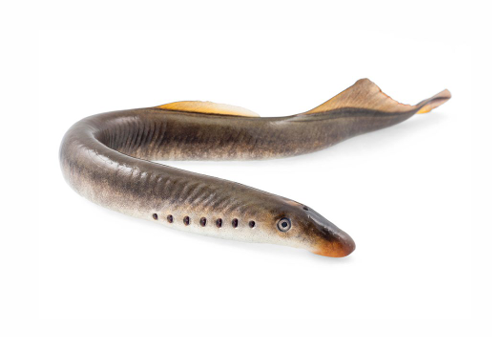 <ul><li><p>no bones or jaw</p></li><li><p>have cartilaginous vertebrae</p></li><li><p>have a sucker-like mouth with rasping teeth</p></li><li><p>filter feeders or predators</p><ul><li><p>some adults are ectoparasites on fish</p></li></ul></li><li><p>fresh or salt water</p></li></ul><p></p>