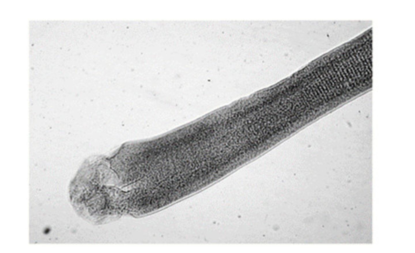 <p>The adult tapeworm, hymenolepid diminuta, has an unarmed scolex, which means the scolex only has ___ as a holdfast organelle</p>