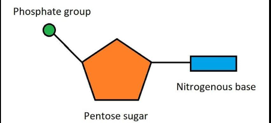 <p>Monomers that make up nucleic acids</p><p>-Made up of 5 carbon sugar</p><p>-Phosphate</p><p>-Nitrgoen containing base</p>