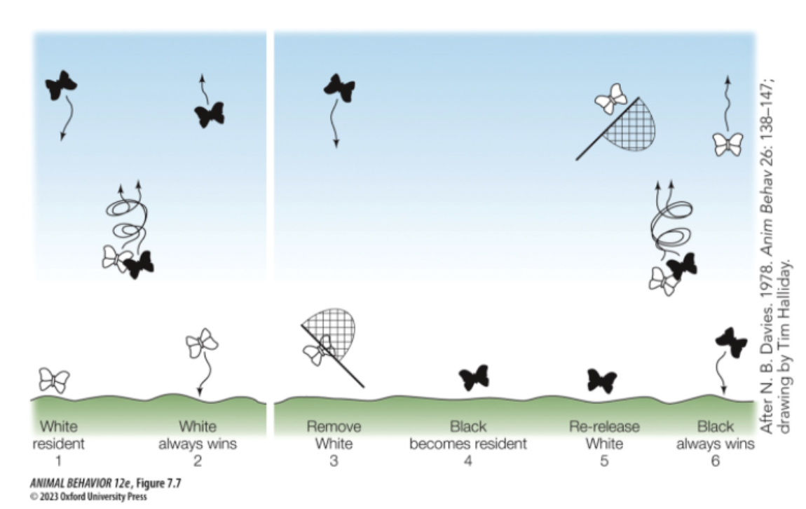 <p>Ex) Is there any methodology that influenced butterfly behavior (and ultimately biased their results) </p>