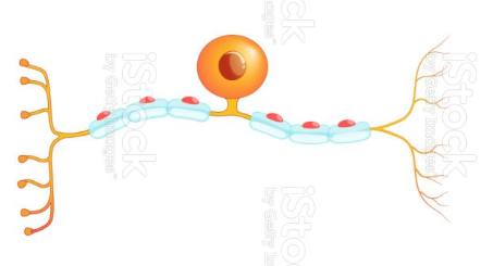 <p>Afferent neurons, also known as _________, carry sensory information from the body to the central nervous system for processing.</p>