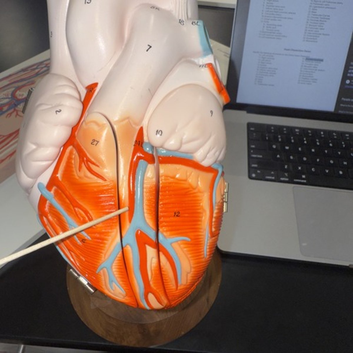 <p>Identify the structure.</p>