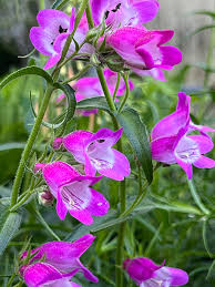 <p><em>Penstemon</em></p>