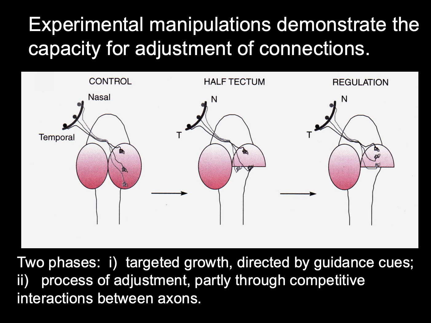 <p>Experimental manipulations demonstrate the capacity for adjustments of connections</p>