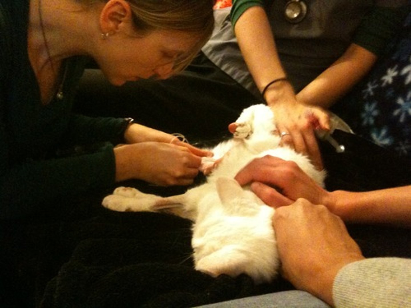 <p>the act of painlessly killing a suffering person or animal; mercy killing</p>