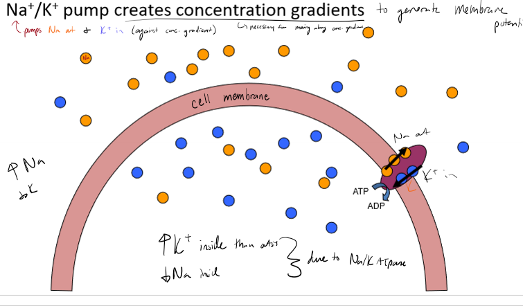 <p></p><ul><li><p>more K inside than outside</p></li><li><p>more Na outside than inside</p></li><li><p>cell membranes create a barrier</p></li><li><p>channels create permeability to allow ion flow, with more K going out than Na going in (creating a comparatively negative inside)</p></li><li><p>Na/K pump maintian sconcentration gradient, pumping Na out and K in against their concentration gradient</p></li><li><p>movement of ions acorss membrane generates potential</p></li></ul><p></p>