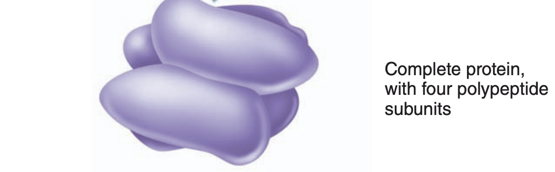 <p>proteins consist of two or more polypeptide chains</p>