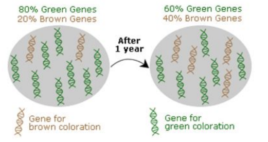 <ul><li><p>describes evolutionary changes that occur over a relatively short period of geologic time (such as between generations) and results in diversification within a species</p></li><li><p>Microevolution is evolution in a single population.</p></li><li><p>It works within a group of organisms that interbreed with each other and share a gene pool.</p></li><li><p>It can be detected through changes in gene frequency over time.</p></li><li><p>The mechanisms for microevolution can directly affect gene frequencies in a population. These include:</p><ul><li><p>Mutations</p></li><li><p>Gene flow</p></li><li><p>Genetic drift</p></li><li><p>Selection</p></li></ul></li></ul>