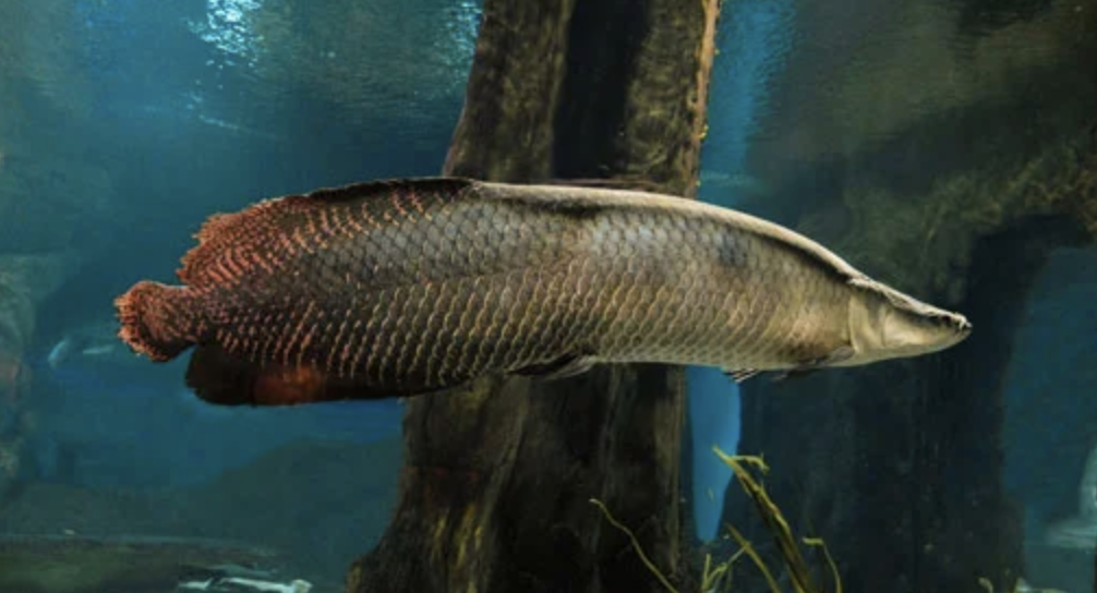 <p>bony tongues</p><p></p><p>Key traits:</p><ul><li><p>244 spp</p></li><li><p>mainly south&nbsp;america and africa, teeth on tongue bones, premaxilla small and fused to skull, 1 ovary, mostly carnivores </p></li></ul><p></p>