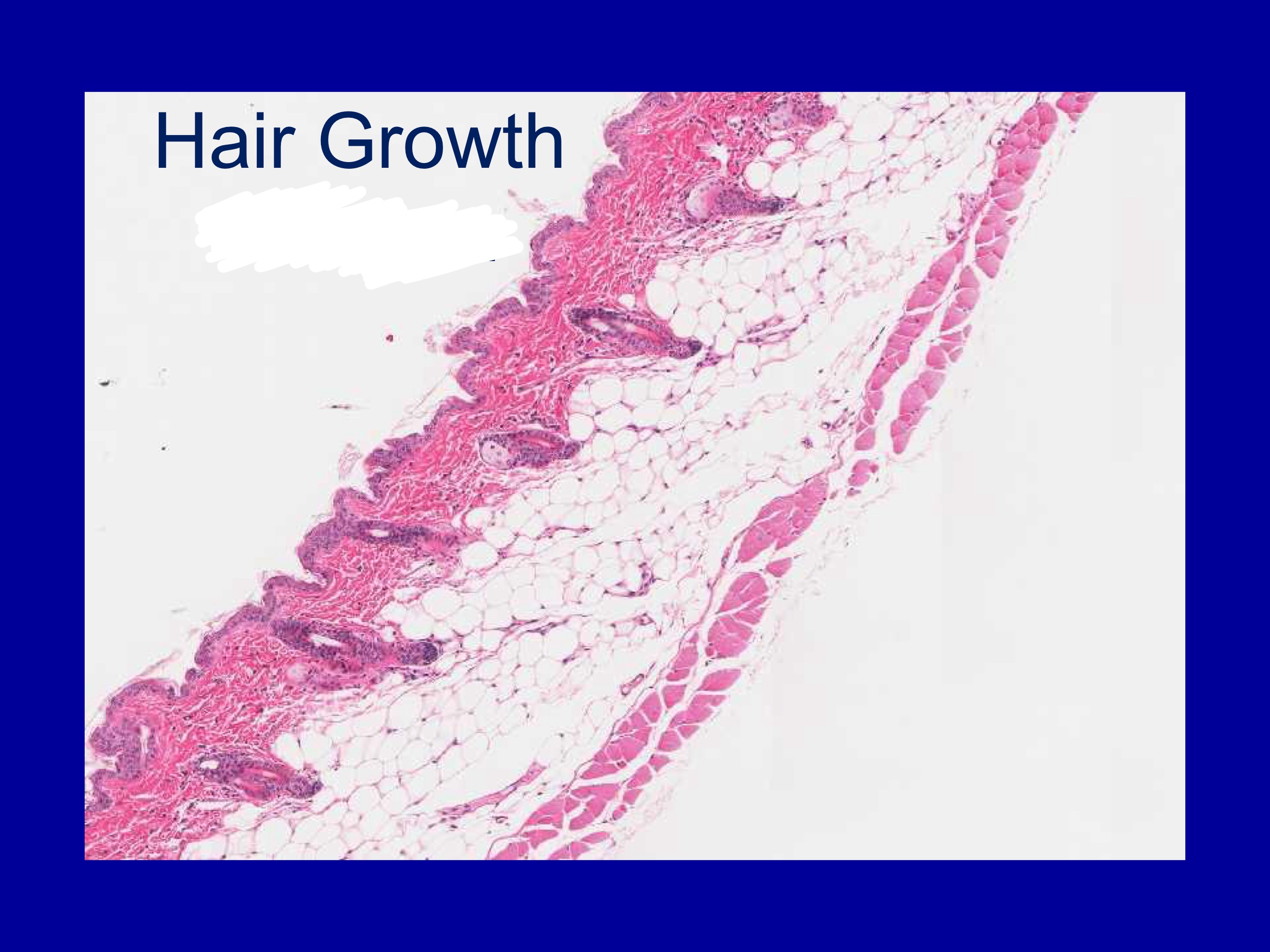 <p>what kind of hair is this?</p>